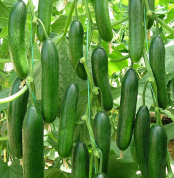 HIYAR BEITH ALPHA-3