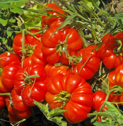 KÖY DOMATESİ-2