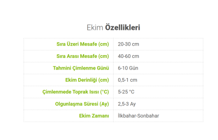 BK Commerce Kıvırcık Marul Tohumu