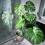 monstera bitkisi